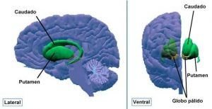 Accidente Cerebro Vascular desde la Biodescodificación