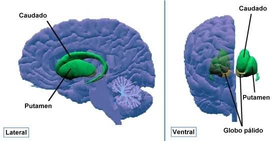 Accidente Cerebro Vascular desde la Biodescodificación